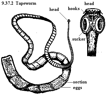 tapeworm