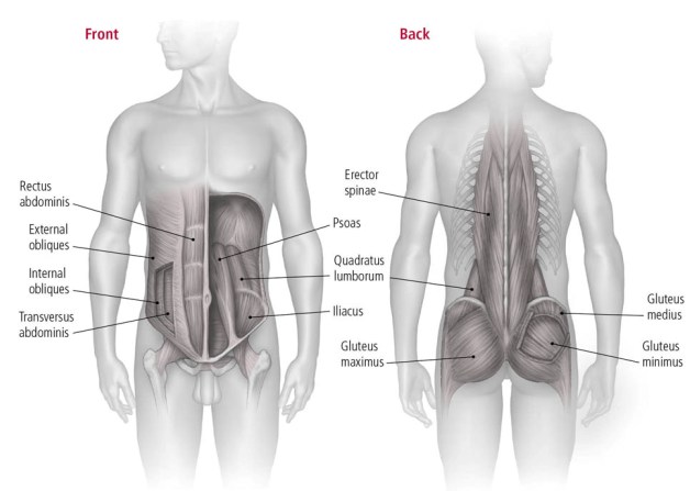 core-muscles-small