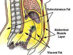 abdominal-fat j