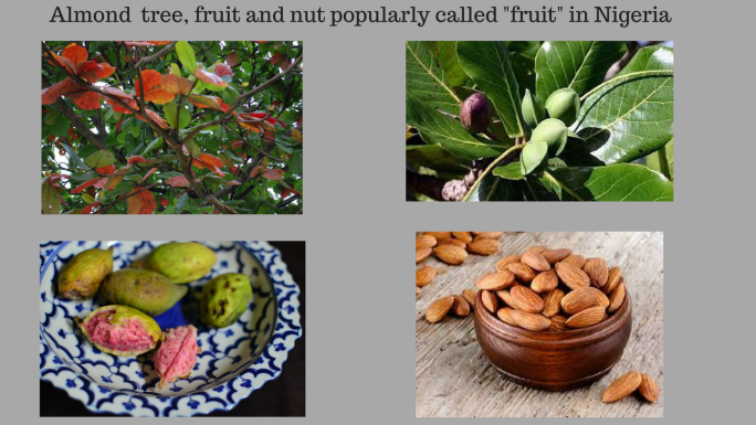Almond fruit and tree popularly called fruit in Nigeria